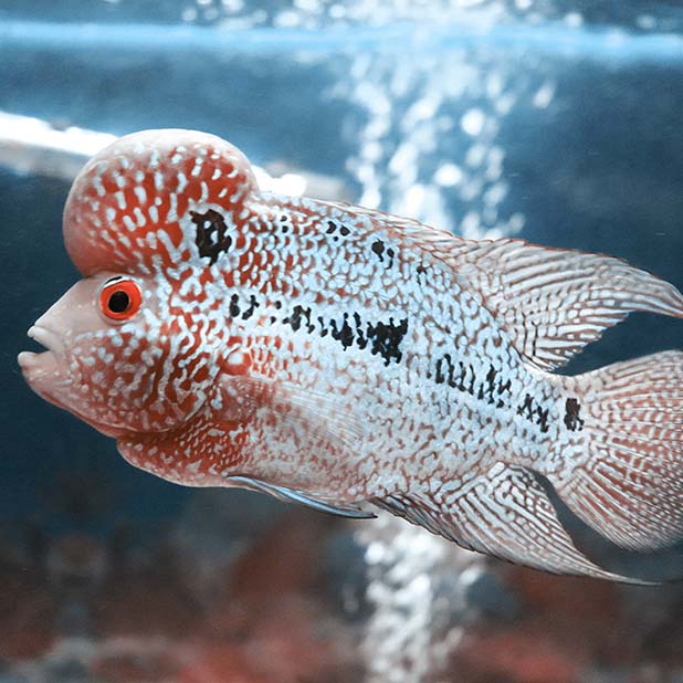 Flowerhorn Fish (罗汉鱼)